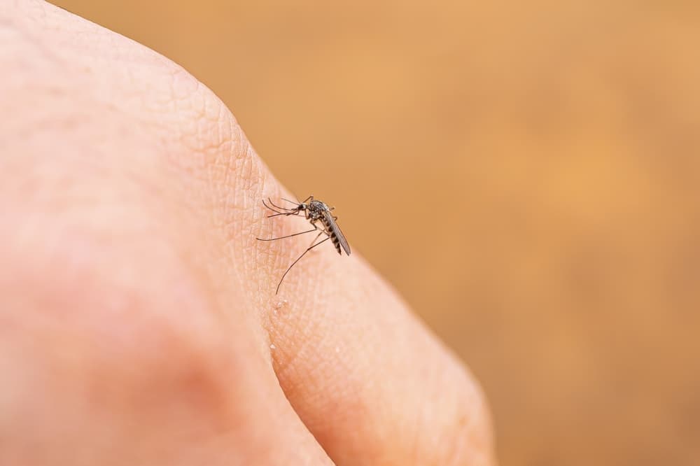 See what Montgomery County residents can do to fight mosquitoes this season