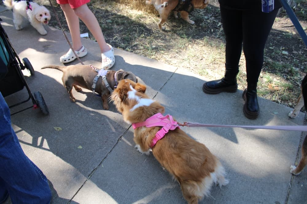 Two dogs greeting each other