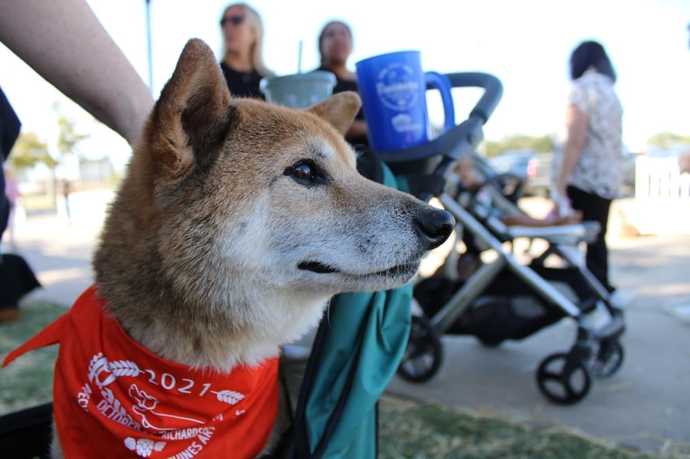 Gallery: Huffhines Harvest Fest brings families, pets to Richardson