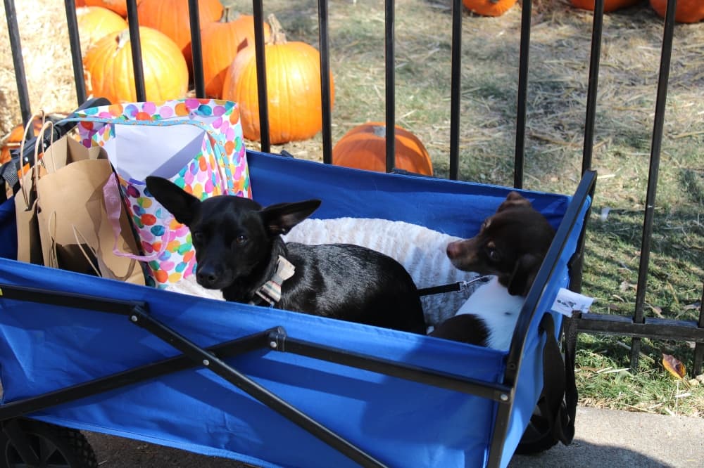 Two dogs in a stroller
