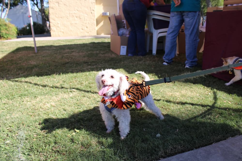 A dog in a tiger costume