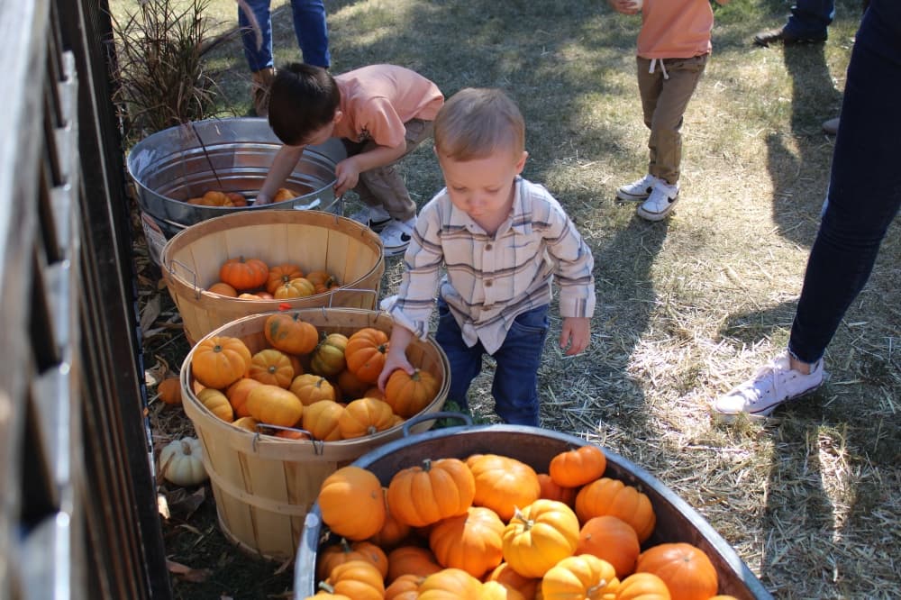 A young boy at a pumpkin patch