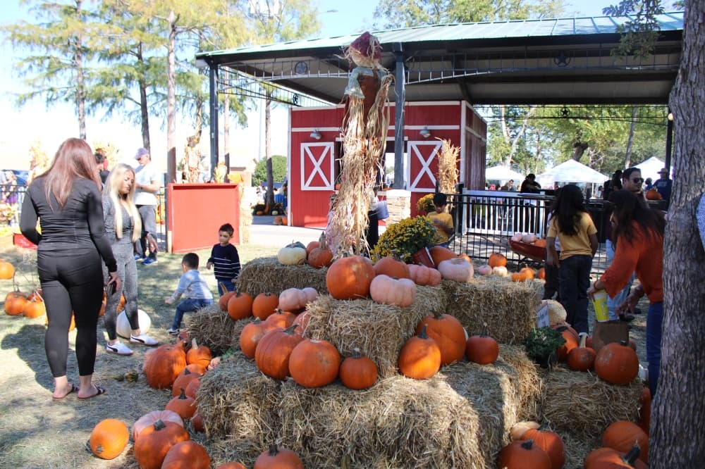 A pumpkin patch