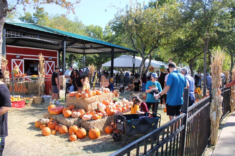 A pumpkin patch
