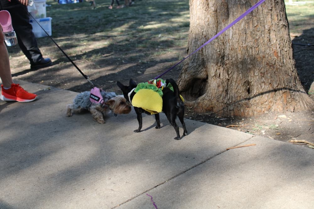 Two dogs greating each other