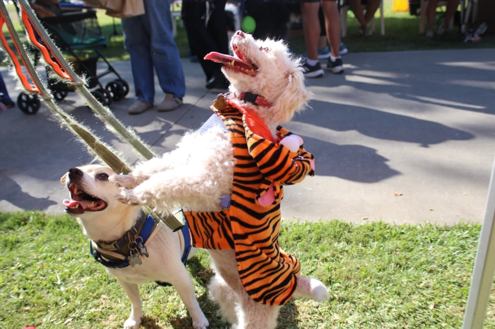 Two dogs begging for a treat