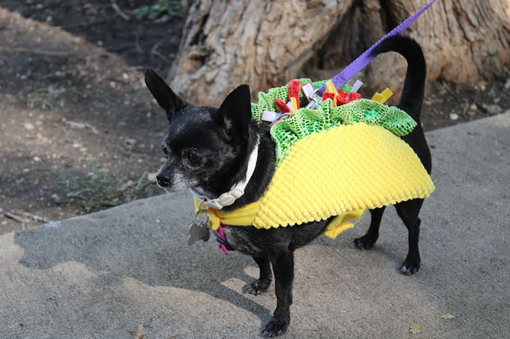 A dog in a taco costume