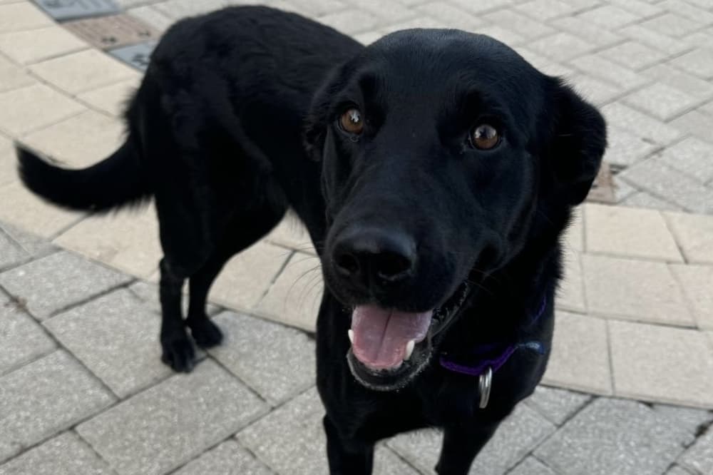 League City animal shelter asks for food donations as they face capacity challenges