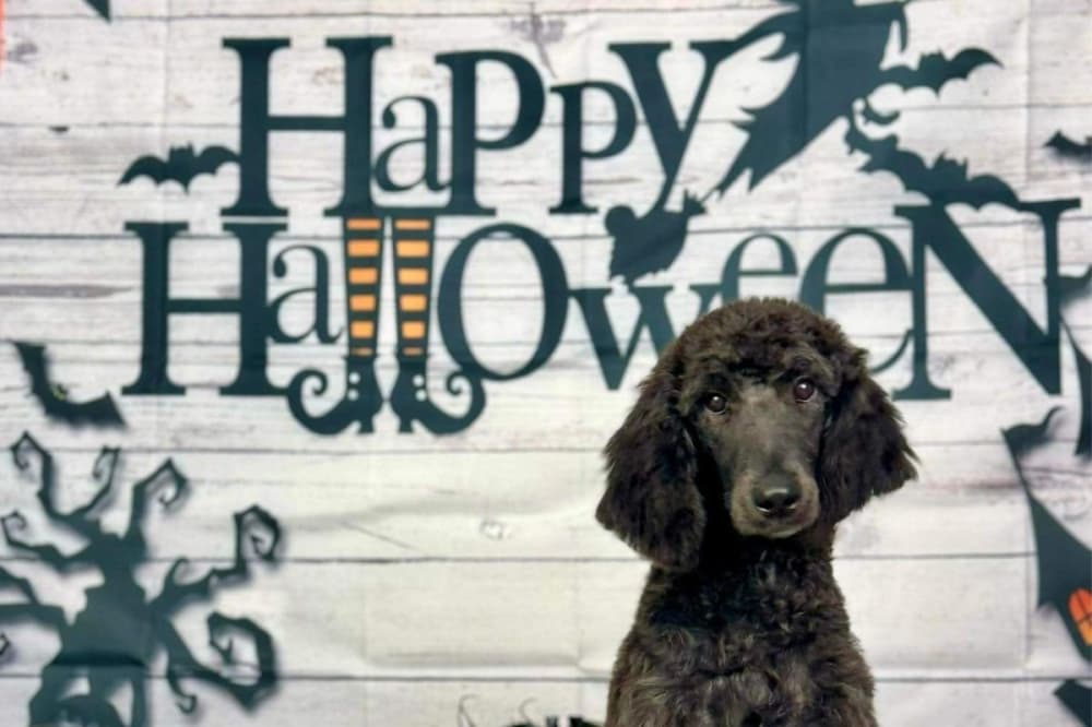 Founder and President Holly Dool is celebrating 10 years of CAMO Rescue, she confirmed via phone. (Courtesy CAMO Rescue)