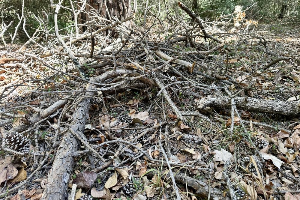 Free Bastrop brush-mulching event Nov. 2