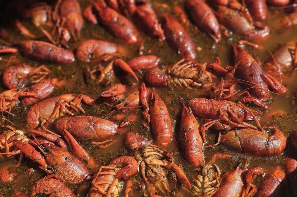 Lazy J Cajun closes brick and mortar, now operating in new crawfish trailer