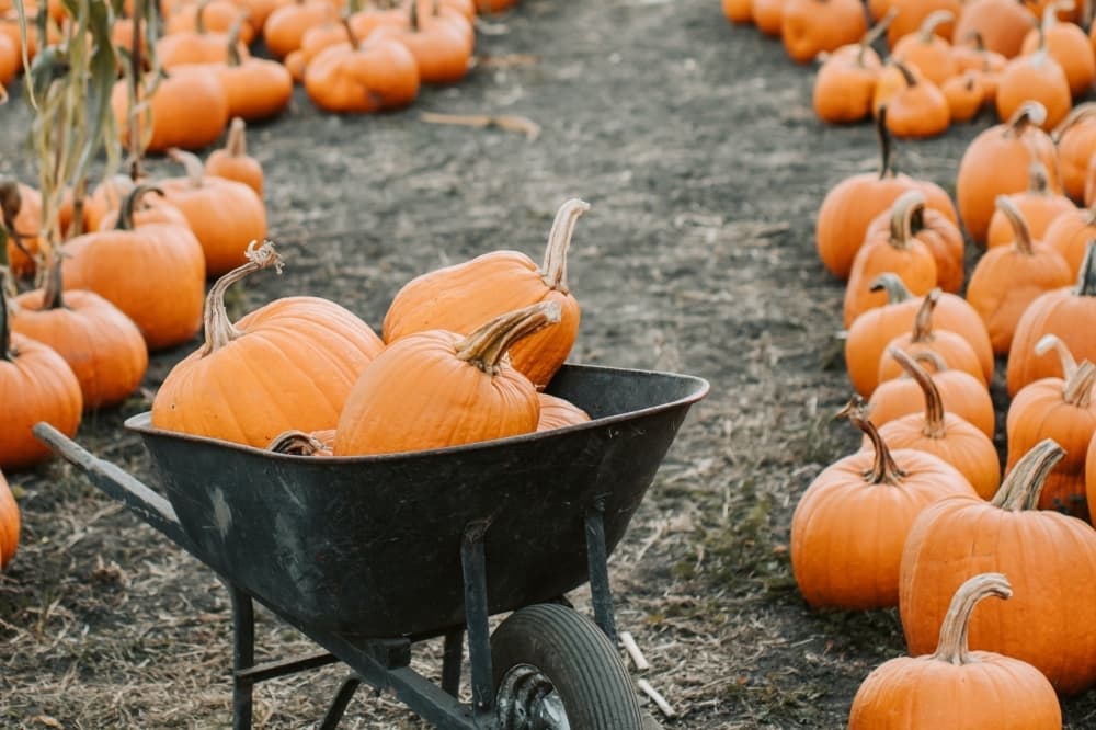 Costumes to candy: What’s happening around the Tomball area this weekend, Oct. 24-26