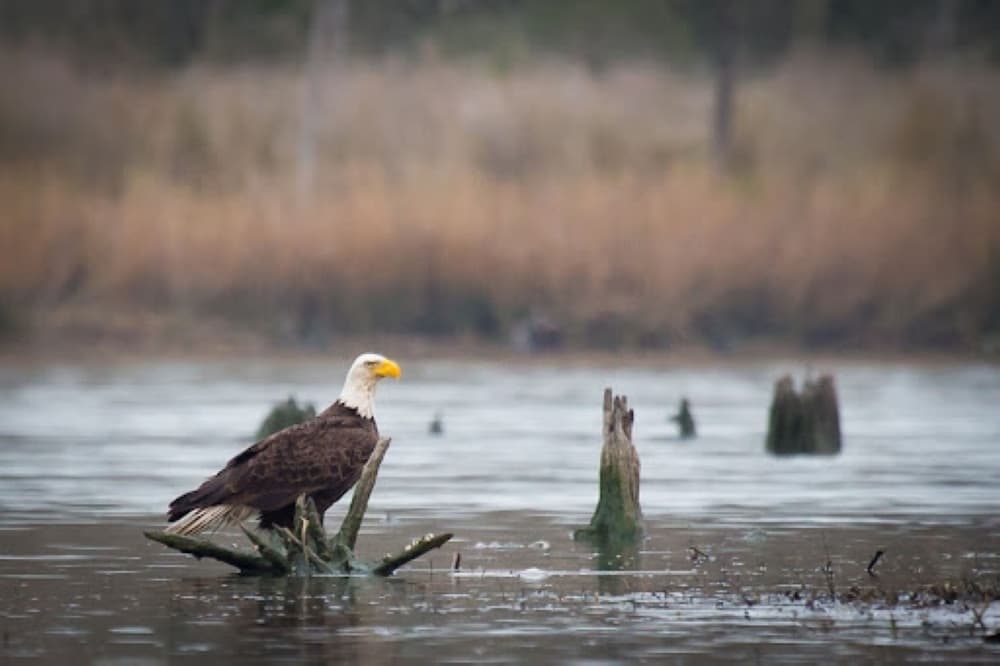 Armand Bayou Nature Center receives 1,137-acre expansion