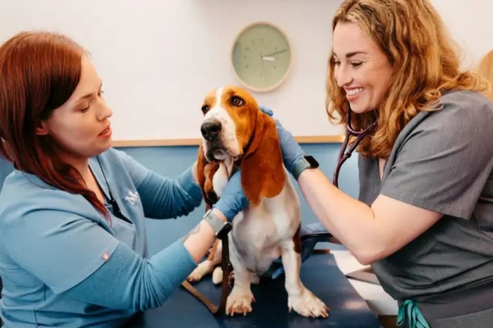 Modern Animal sets opening date as Nov. 11 for Rice Village veterinary clinic