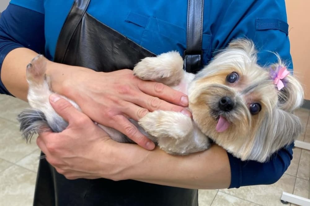 The Tailored Tail postpones move-in date for new Bellaire pet salon