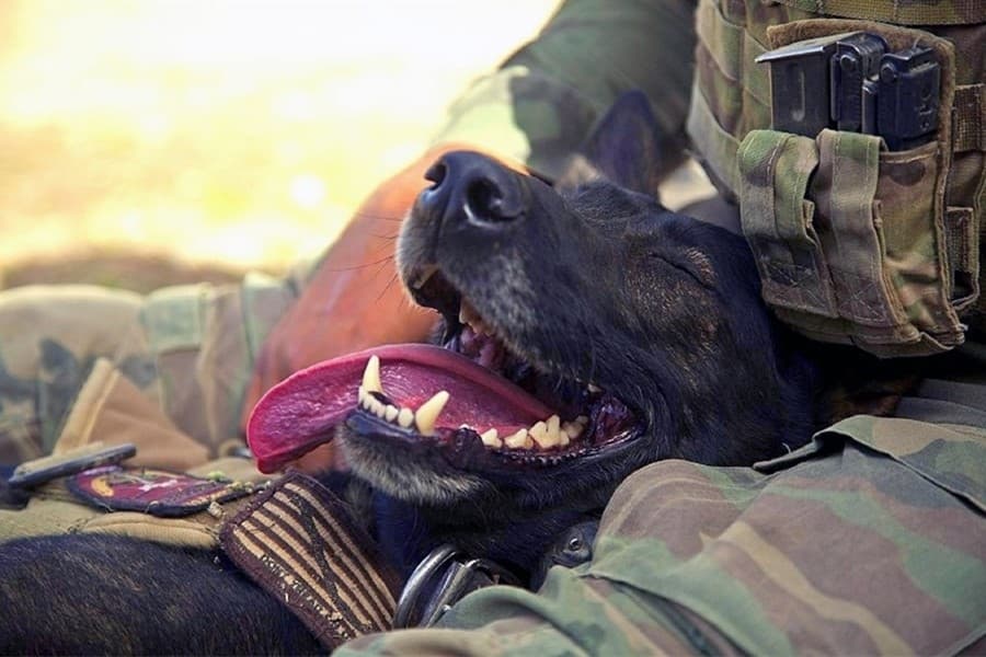 Fort Worth to honor veterans with PAWS for Patriots event Nov. 16