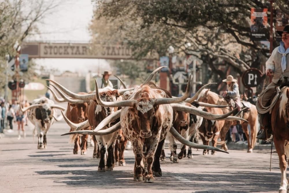 Fort Worth approves $400k funding for Fort Worth Herd
