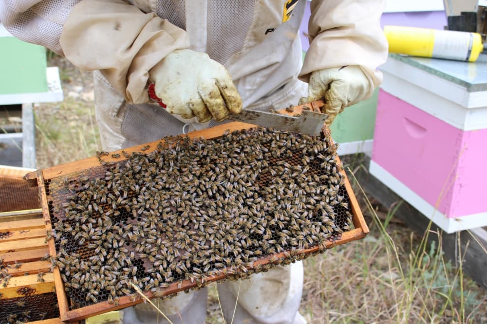 Woman pulls bee frame out of hive box. 