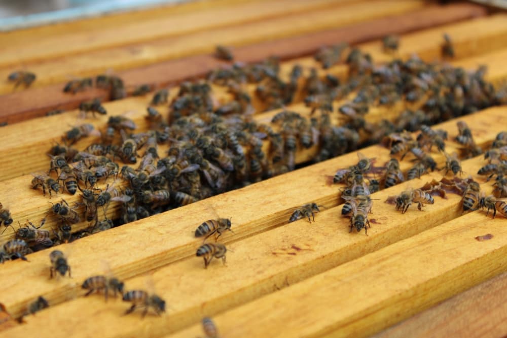 Close up shot of bees in a hive. 