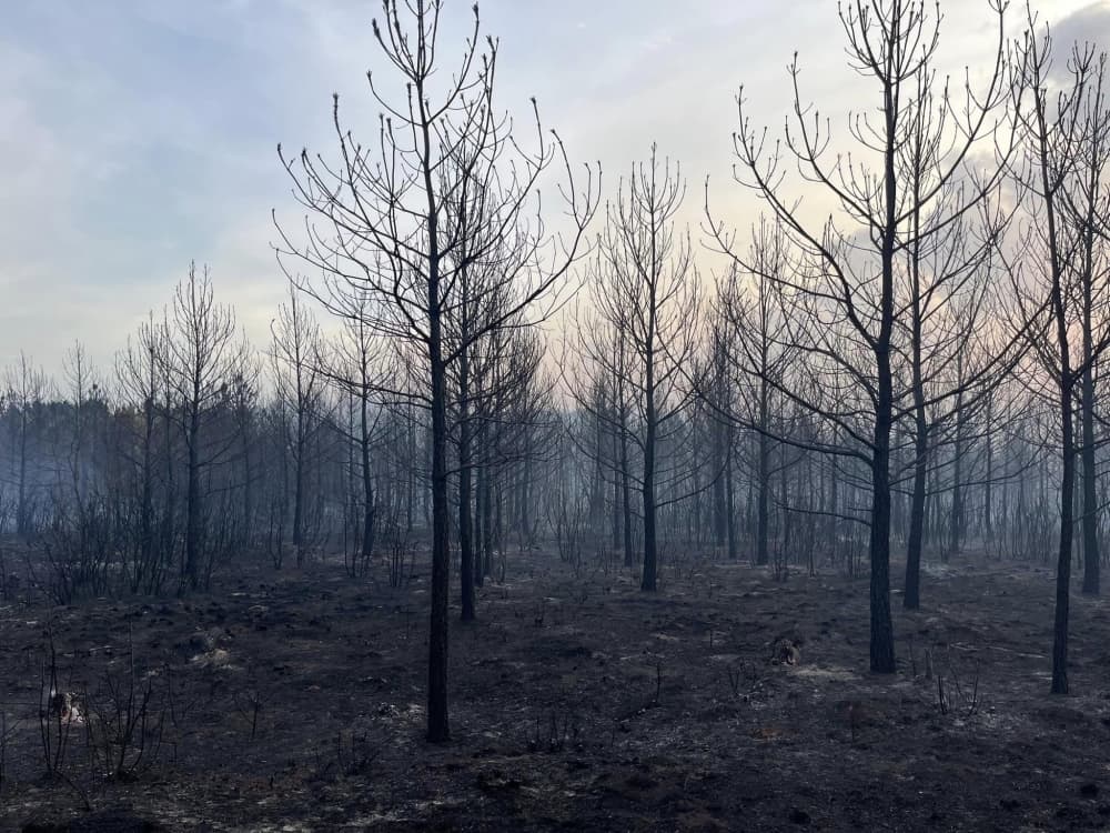 Burned pine trees are shown after the fire.