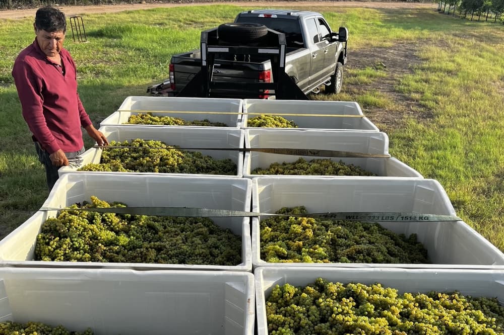 Hill Country wine region spurs $20.35B industry statewide with local impact in Lake Travis