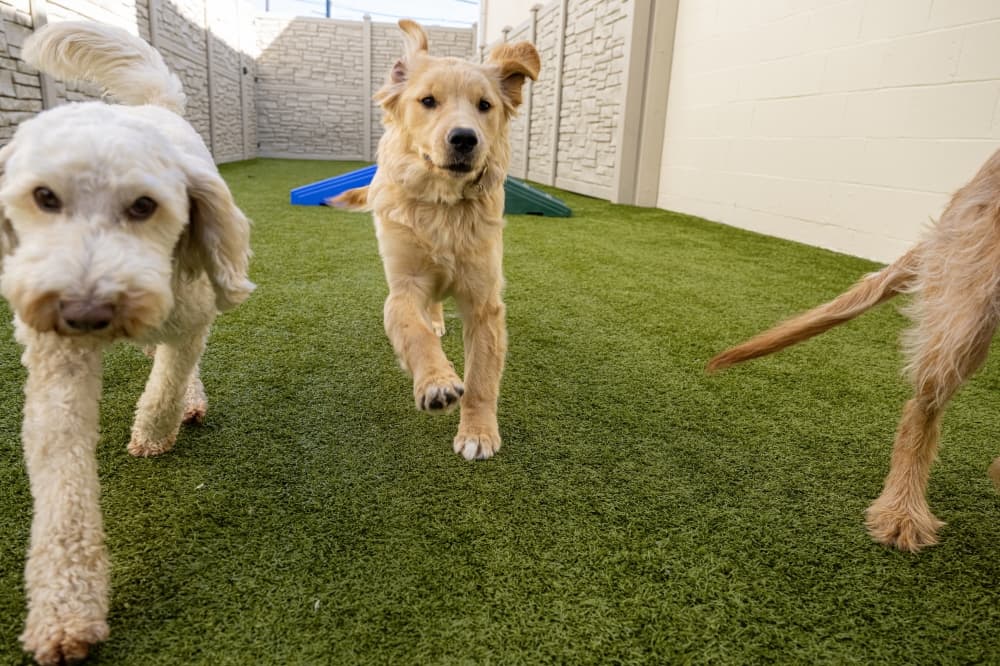 K9 Resorts Luxury Pet Hotel opens boarding facility, daycare in the Heights