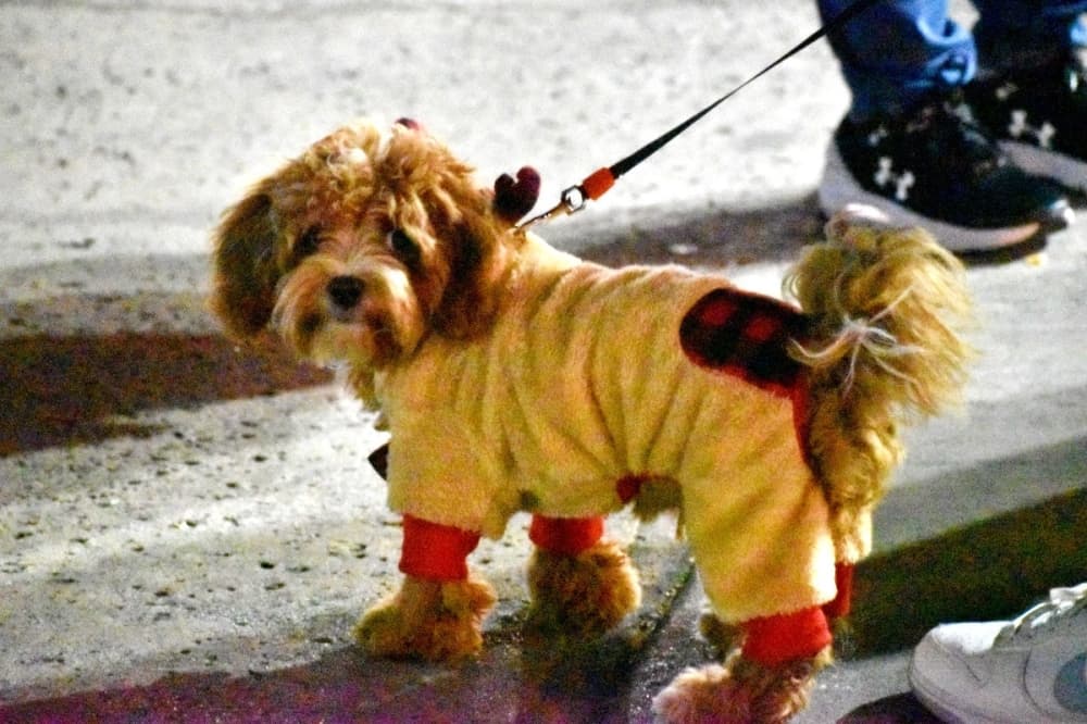 dog in pajamas 
