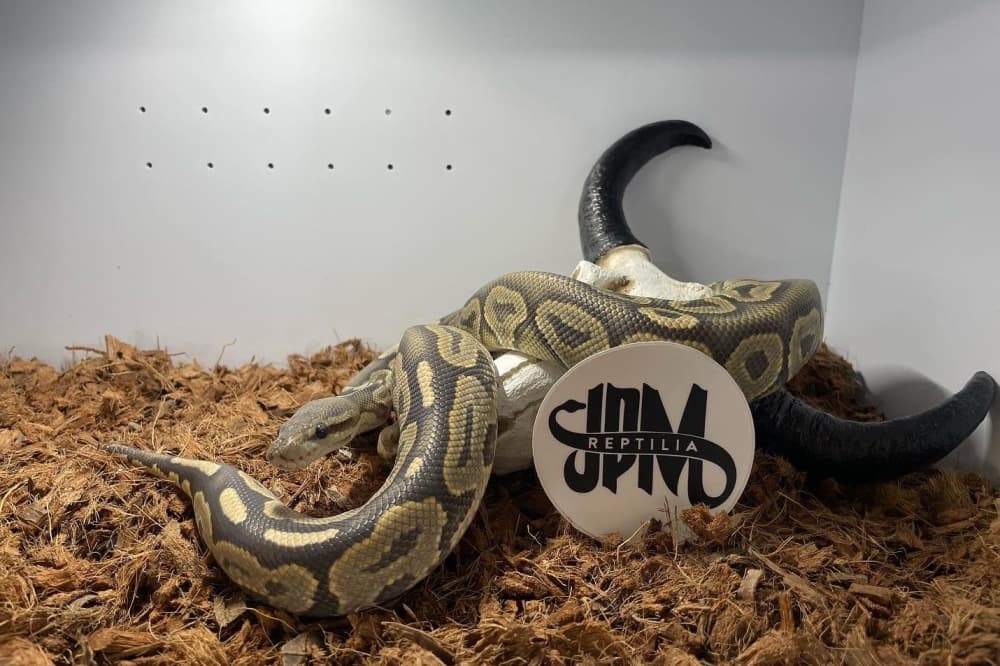 Exotic pet shop opens in Hutto