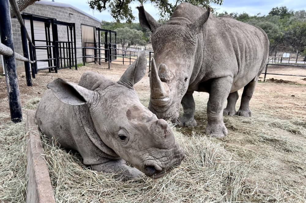 White rhinoceros calf born at Natural Bridge Wildlife Ranch