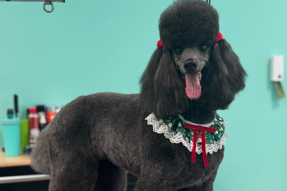 Space City Pet Spa now offering grooming services in Summerwood