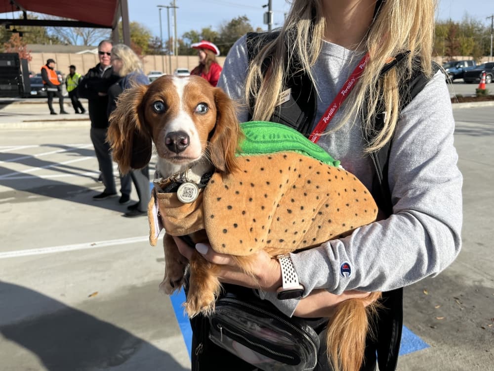 Dog in hotdog costume