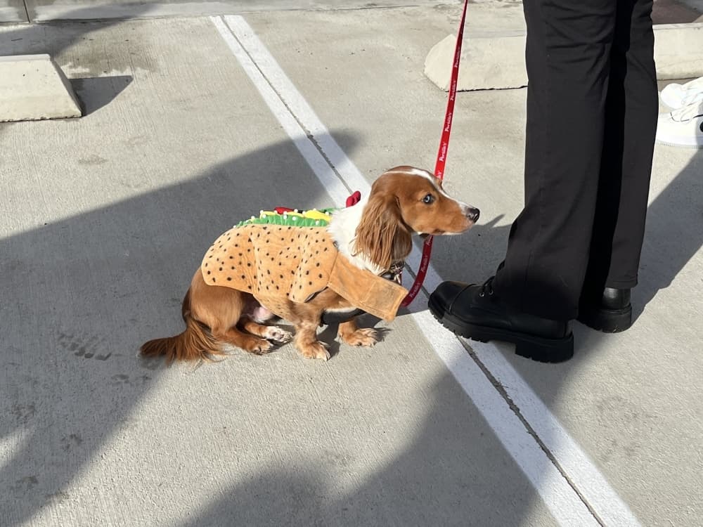 Dog in hotdog costume