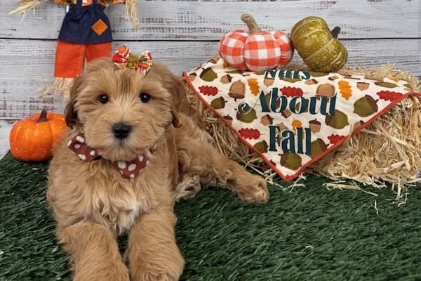 Petland sells puppies, pet supplies at new McKinney location
