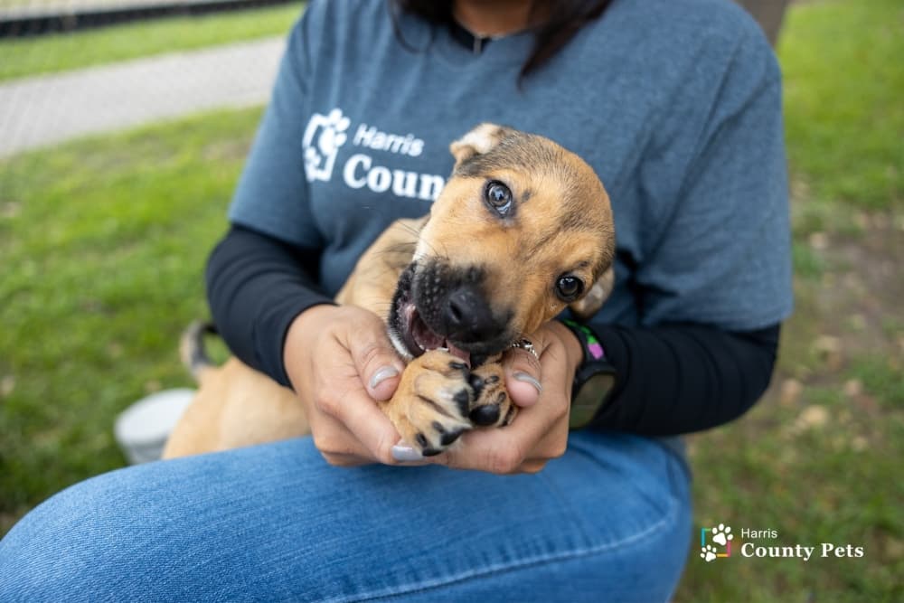 9 Greater Houston-area animal welfare organizations participating in annual Empty the Shelters