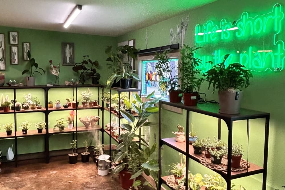 Blue Jug also offers house plants and other products. (Shaheryar Khan/Community Impact)
