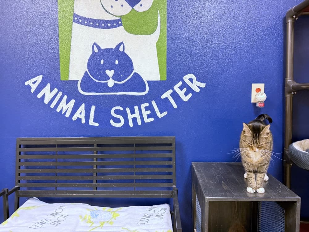 Georgetown Animal Shelter staff await state approval for proposed county merger