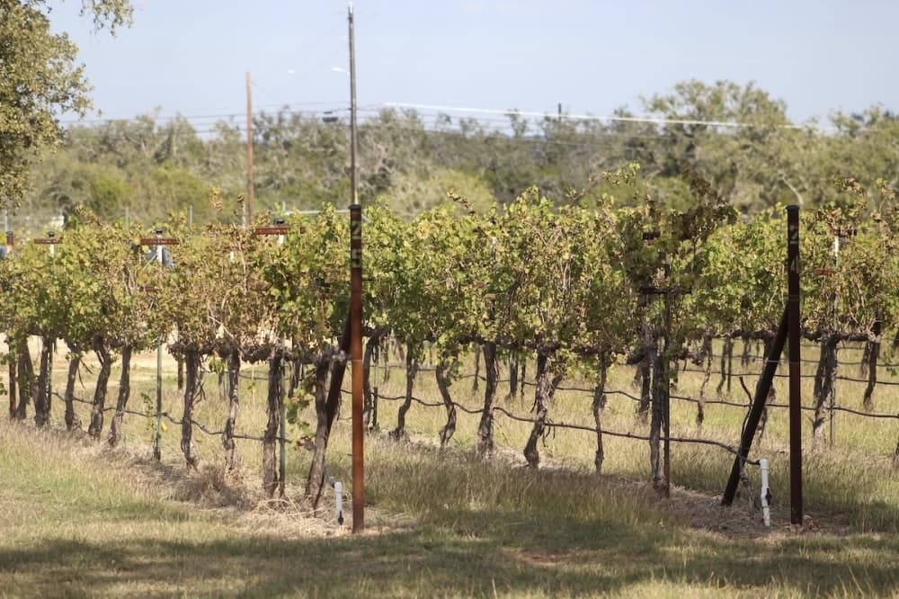 Paradis Vineyard and Winery has Viognier and Cabernet Sauvignon grapes growing on 4-acres of the property. (Amira Van Leeuwen/Community Impact)