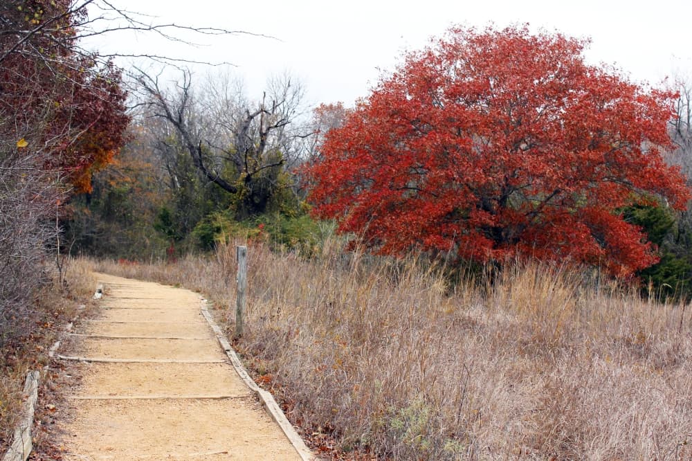 Heard Natural Science Museum provides nature oasis in McKinney