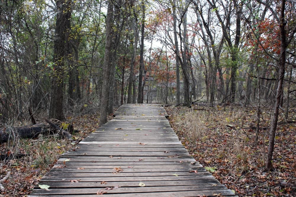 Wooden path through trees and fall leaves.