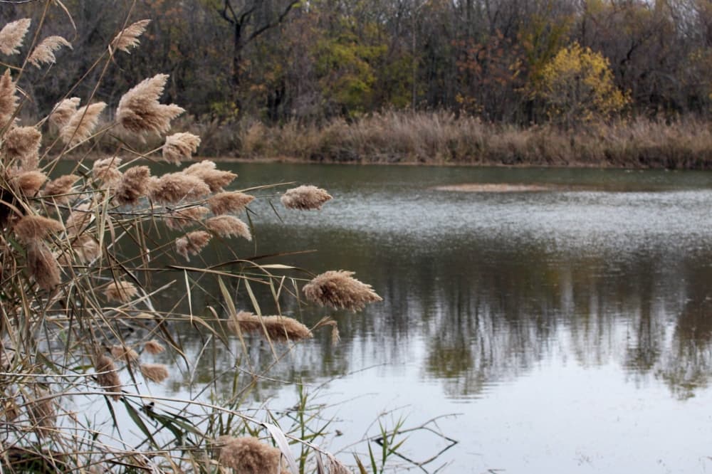 Tan plant near a lake.