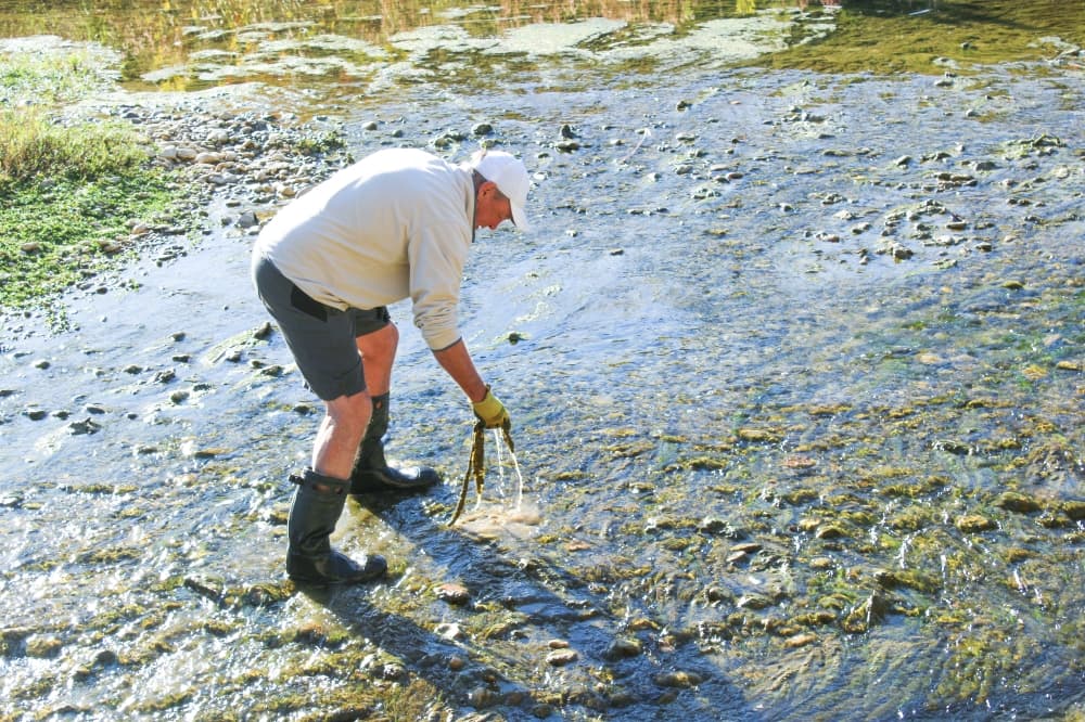 Wastewater runoff drives algal blooms in San Gabriel