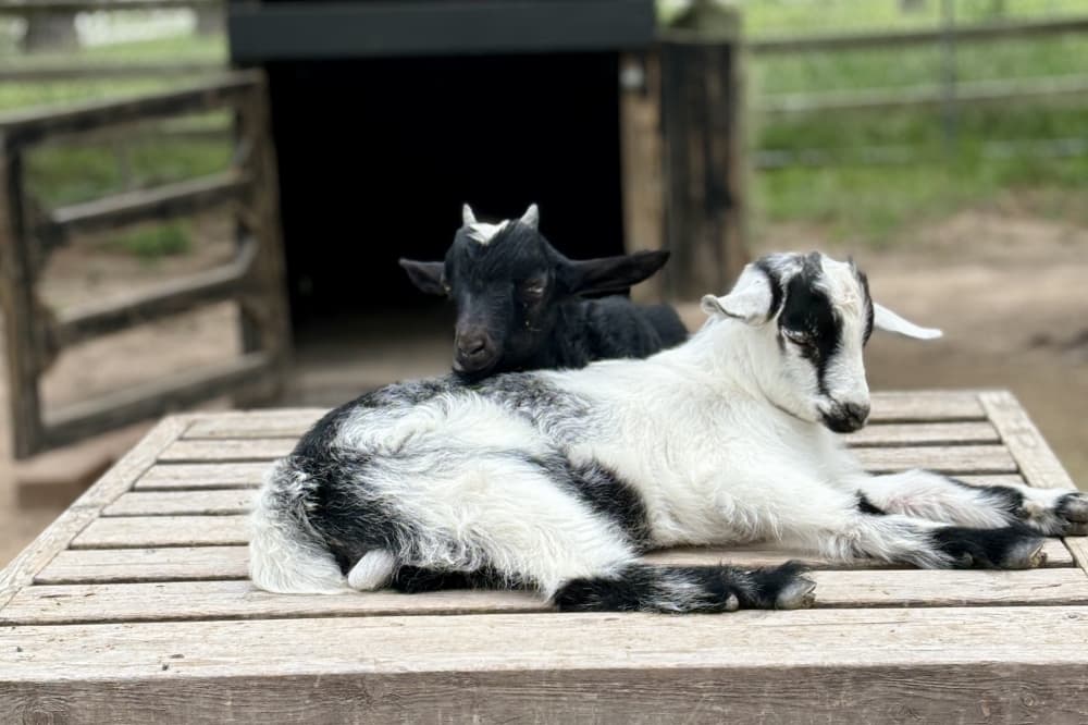 goats 