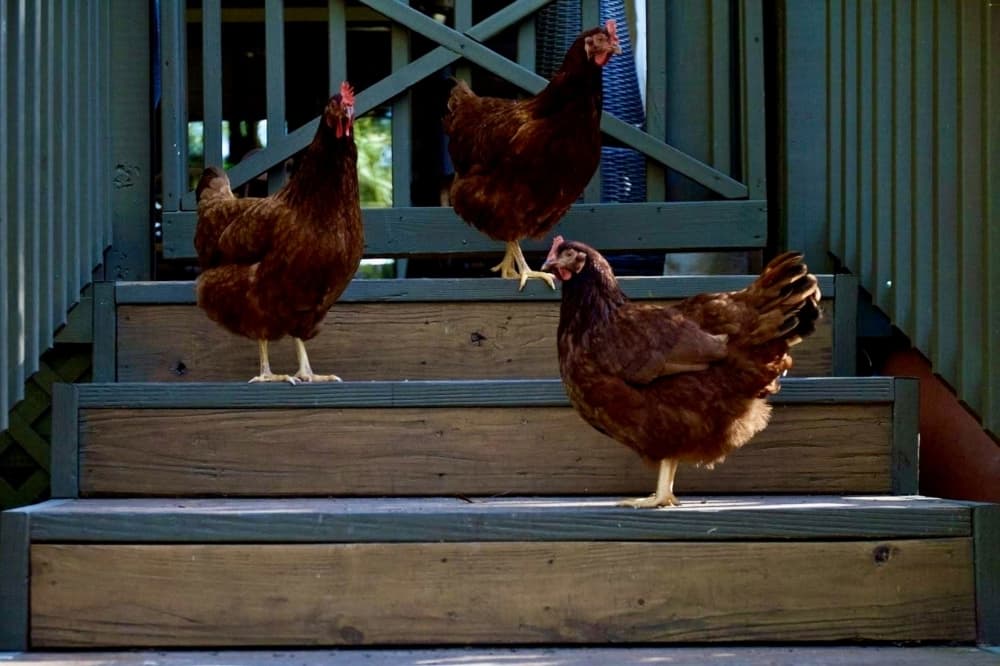 chickens 