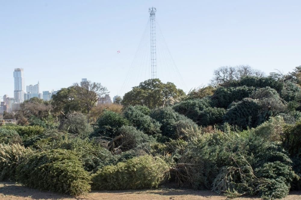 Free tree recycling offered by Austin, Travis County through holiday season