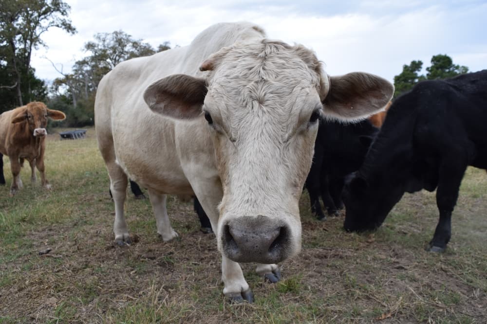 Big Mac the cow
