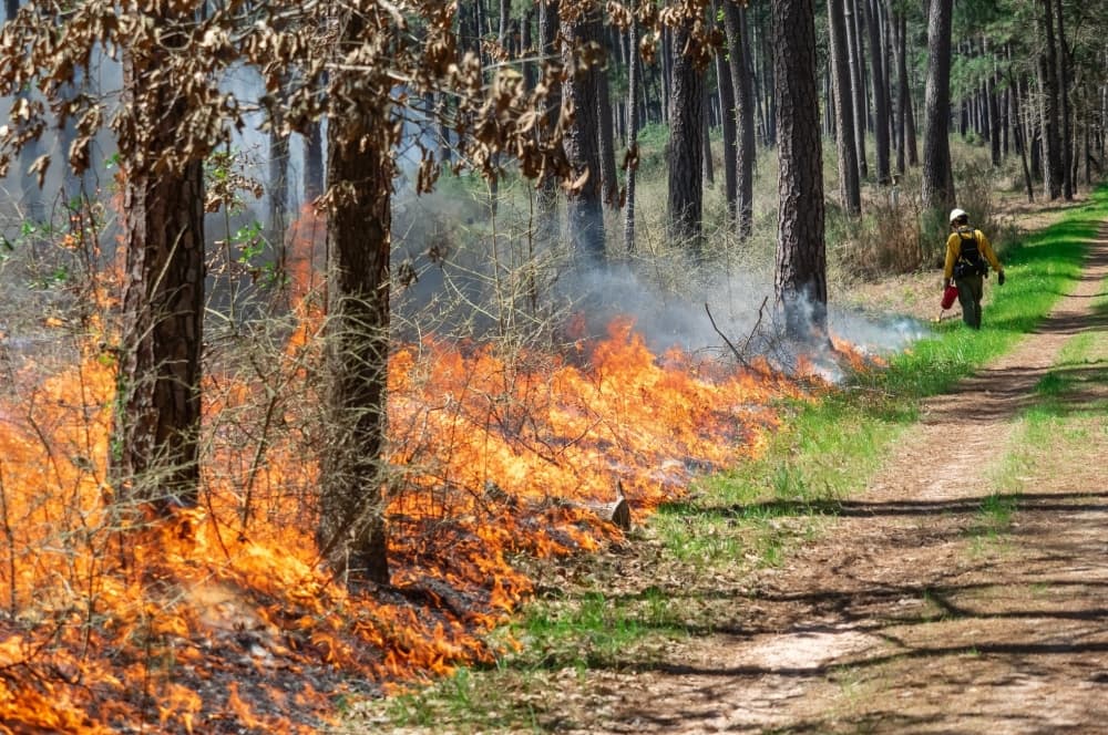 Texas A&M Forest Service holding prescribed burn in W.G. Jones State Forest