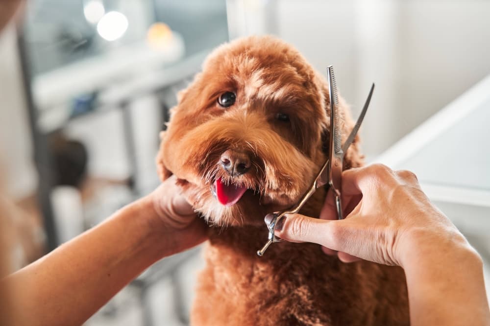 A Dog’s Life Pet Salon celebrates 20 years serving Spring