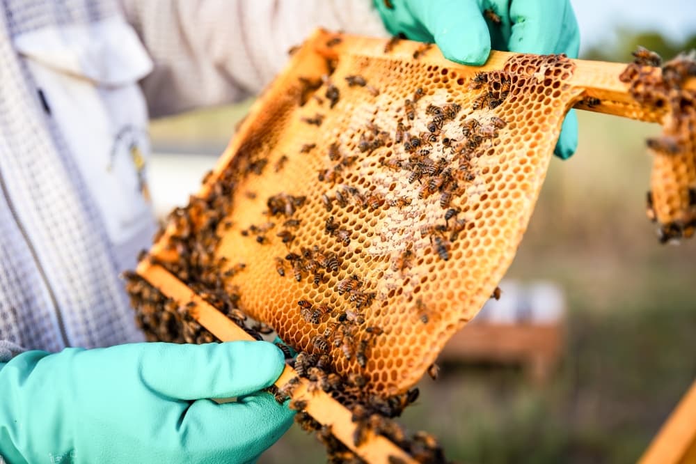 Bees on honeycomb