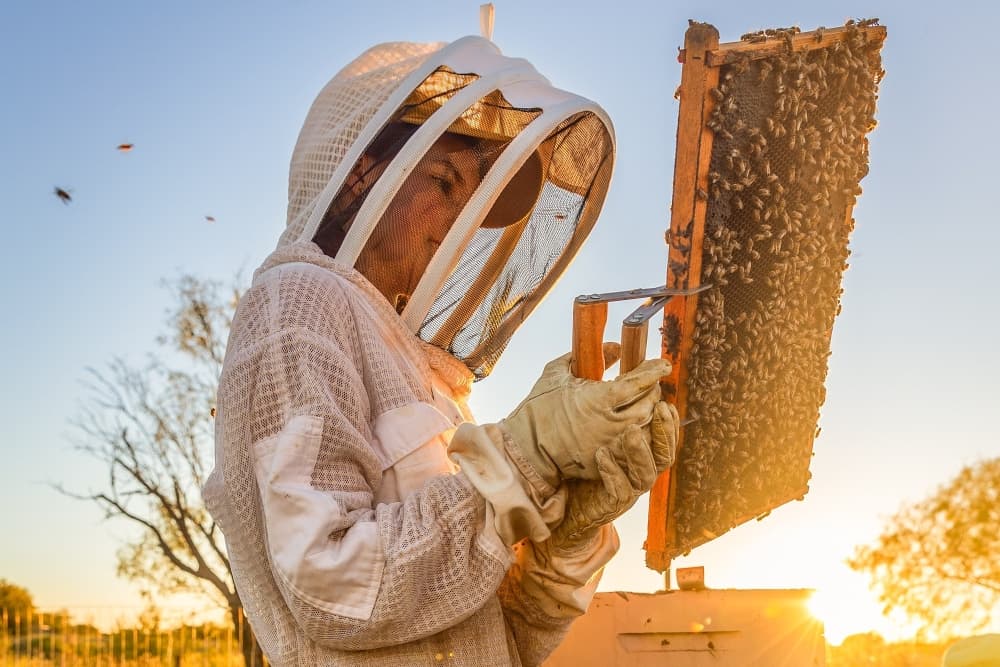 Beekeeper youth program