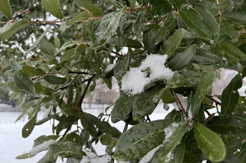 McKinney ISD schools to be closed Friday, Jan. 10